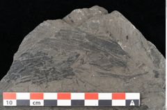 Foto (Detailansicht) von Equisetum arenaceum Jaeg. (NHMW-GEO-2024-0188-10542)